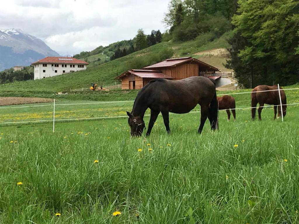 um grupo de cavalos a pastar num campo de relva em AGRITURISMO MASO PERTENER -adults only- em Comano Terme