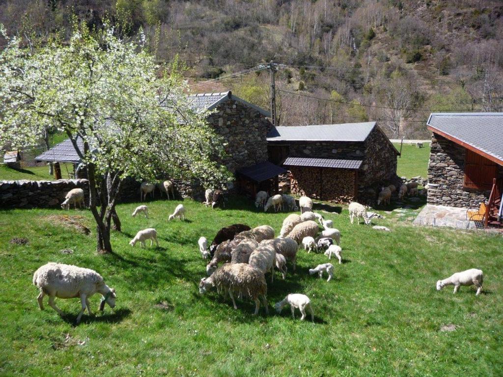a herd of sheep grazing in a field near a barn at Laoujou in Auzat