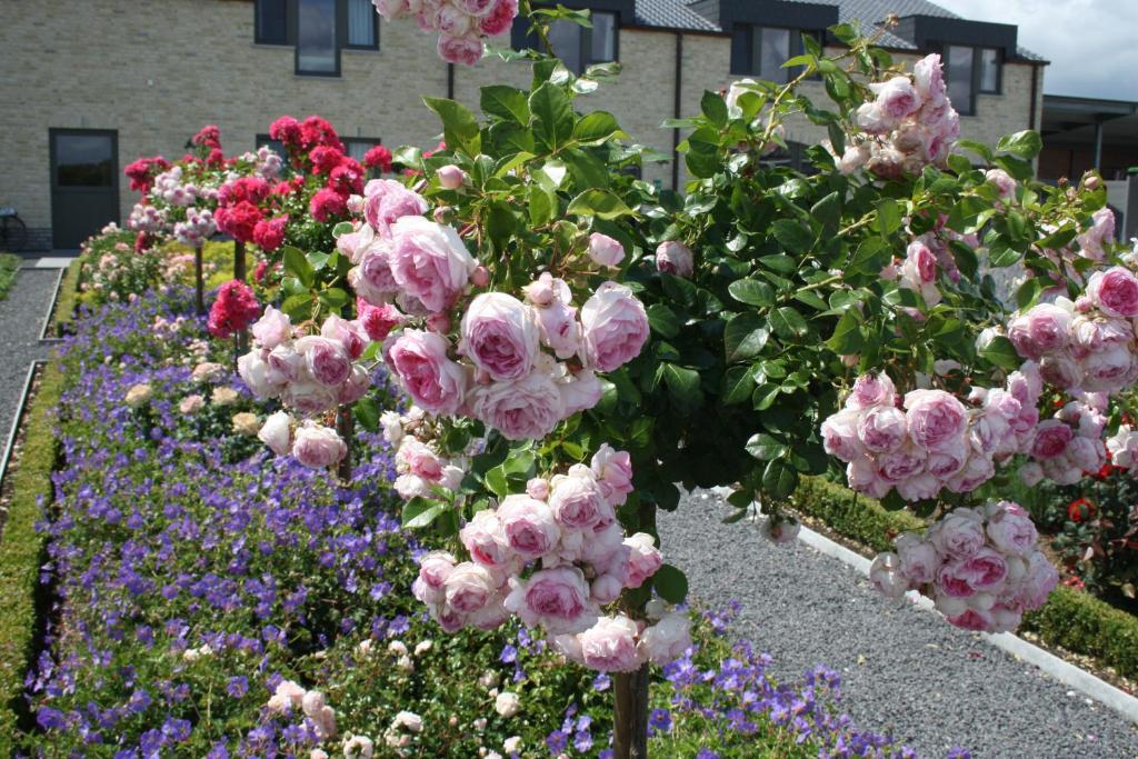 Zahrada ubytování B&B La Vie En Roses