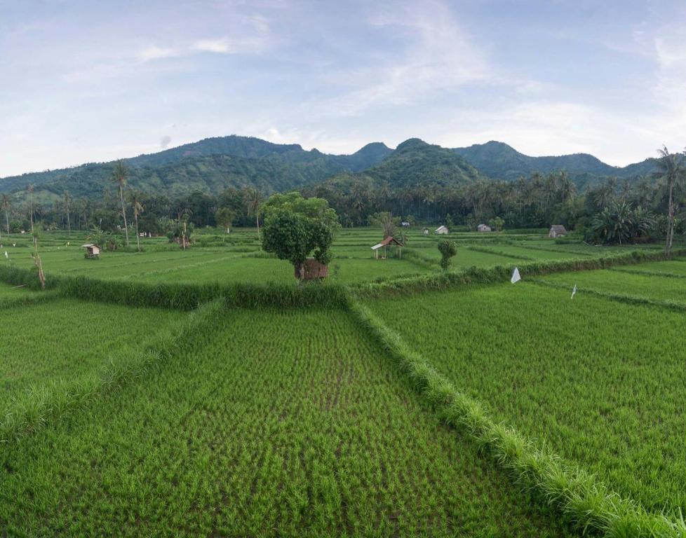 Tanaya Homestay - 13