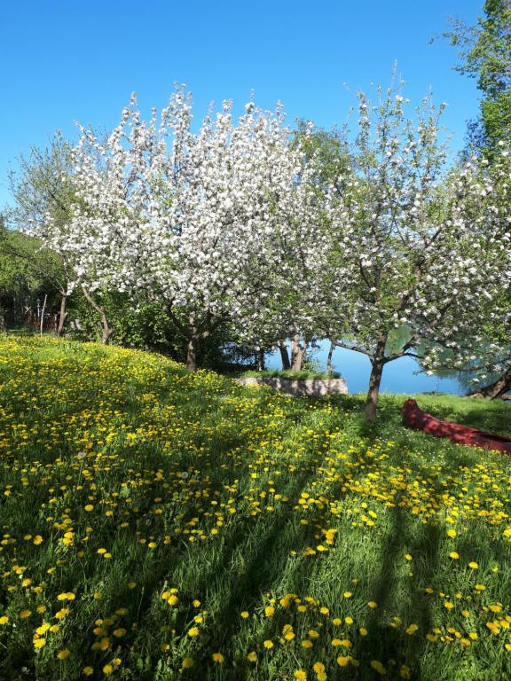 Foto dalla galleria di Nia a Bihać