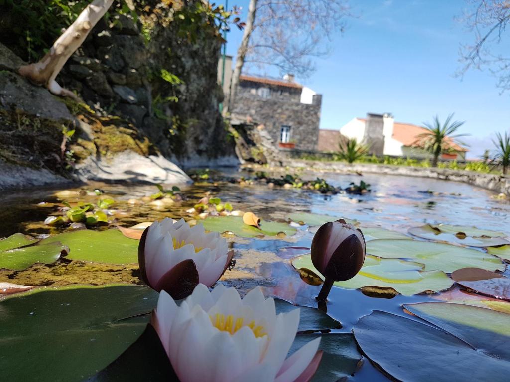 a pond with two white flowers and lily pads at StoneWood Lodge AL in São Vicente Ferreira