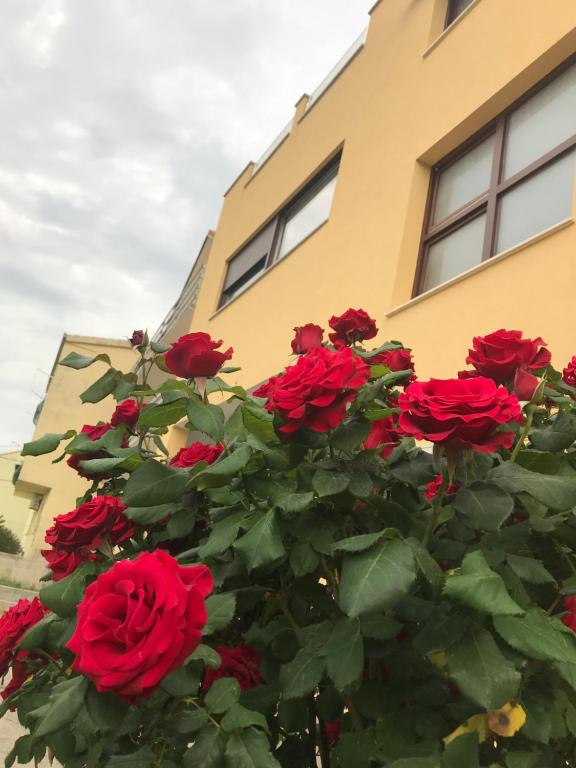 a bush of red roses in front of a building at Apartman MIG in Solin