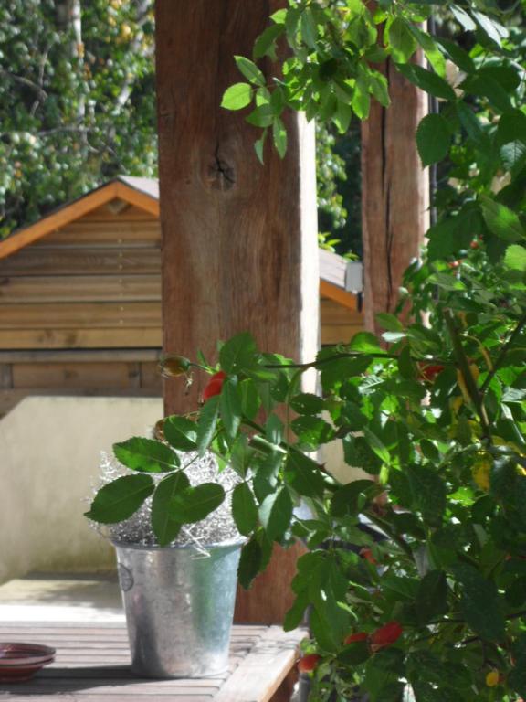 une plante en pot assise sur une table dans l'établissement Cottage Prairie Bonheur, à Magny-les-Hameaux
