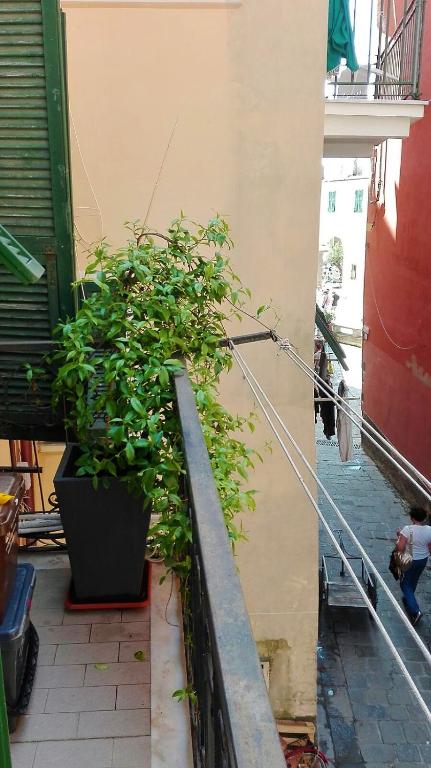 a plant in a pot next to a building at Chez Tamara with private parking and air conditioned in Monterosso al Mare