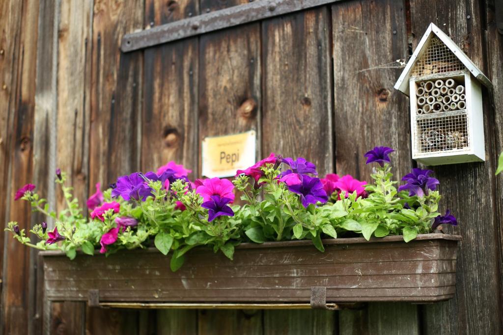 Pepi‘s Apartment - 10