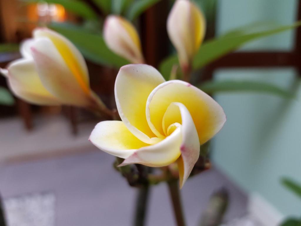 Fotografie z fotogalerie ubytování Rumah Satoe v destinaci Depok