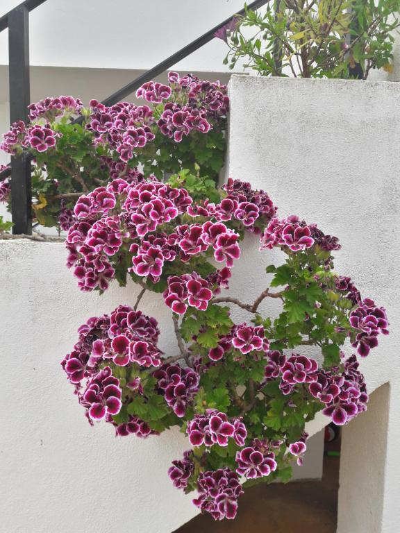 A garden outside La Casa de la Lluna