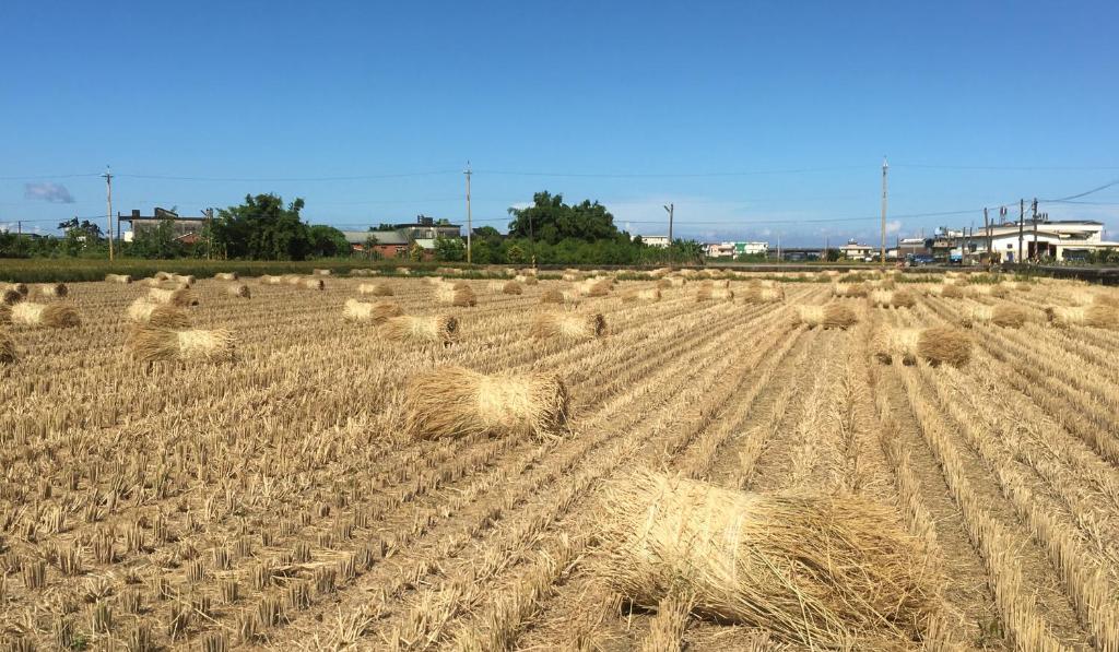 a field filled with lots of bundles of hay at Sweetlight B&amp;B in Jiaoxi