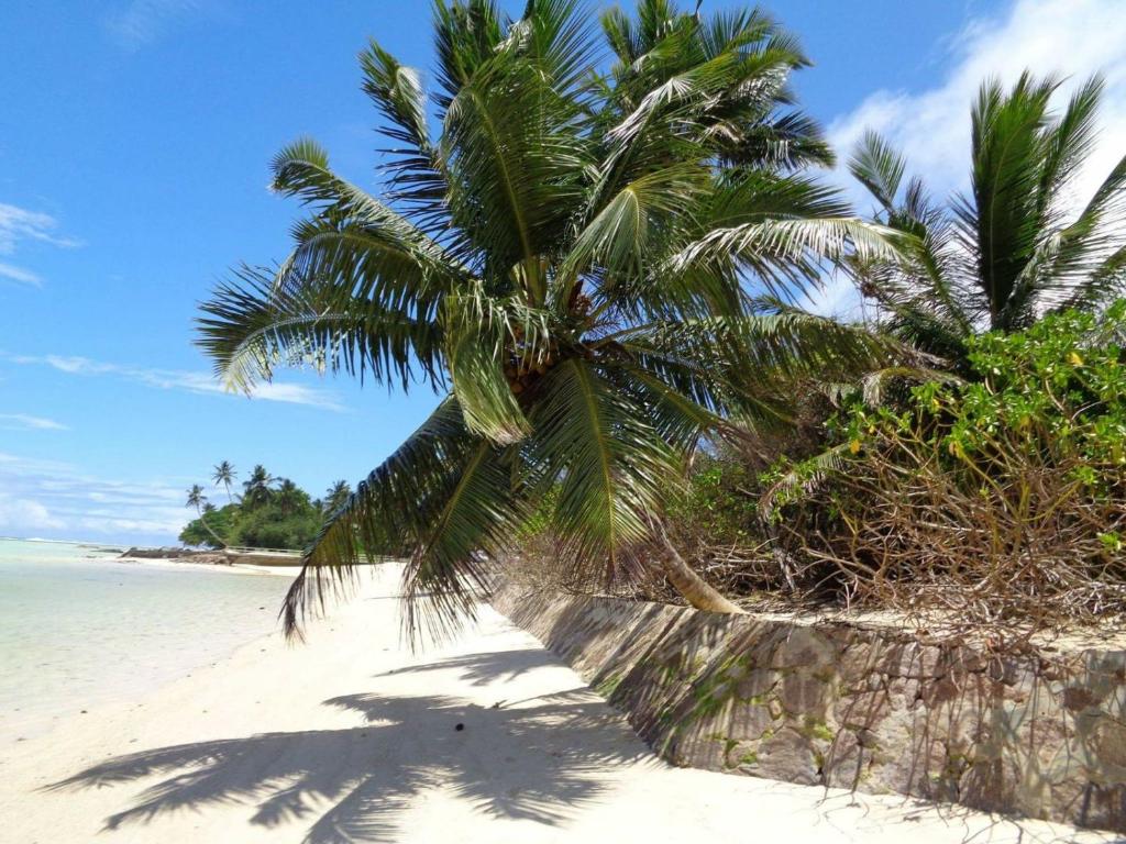 un palmier sur une plage avec l'océan dans l'établissement HCS Bungalows Turtle Bay Rustic Bungalow, Au Cap