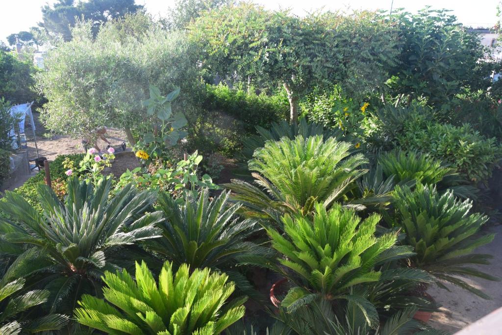 Ogród w obiekcie villa damecuta B&B