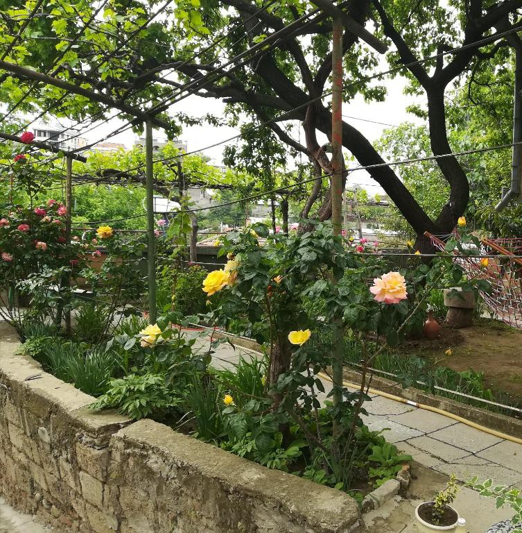 Zahrada ubytování Tbilisi guesthouse Nini