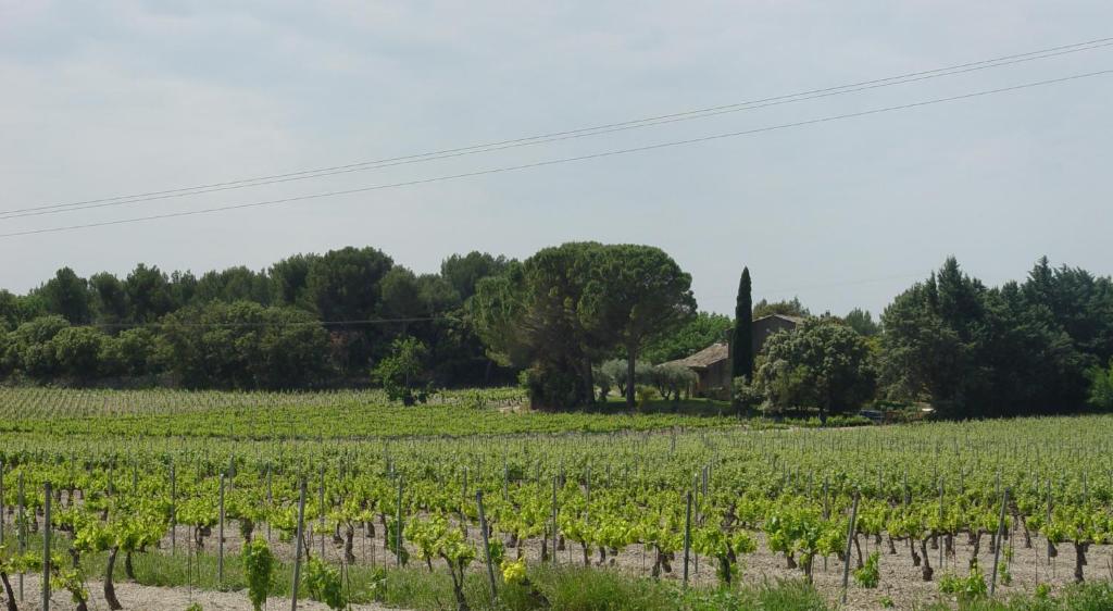 ヴァッケラスにあるLes Ramieresの家を背景にしたブドウ畑