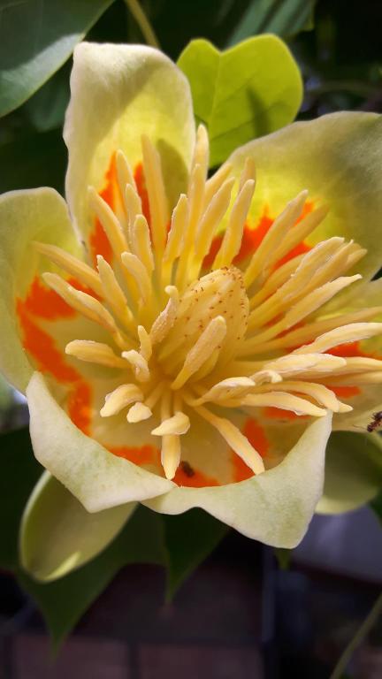 a close up of a yellow and orange flower at Motel Route 216 in Göhrde