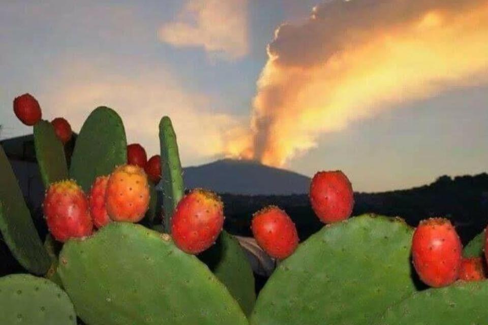 una proximidad de una planta de pera espinosa con fruta en Villa Fraele, en Acireale