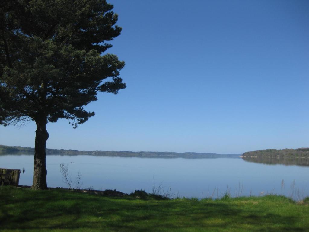 uma árvore sentada ao lado de um lago em Ved Vandet em Skanderborg