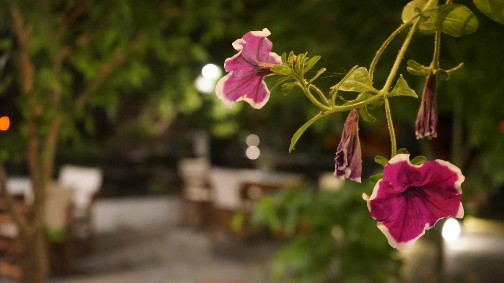 Zahrada ubytování Hotel Morfeas