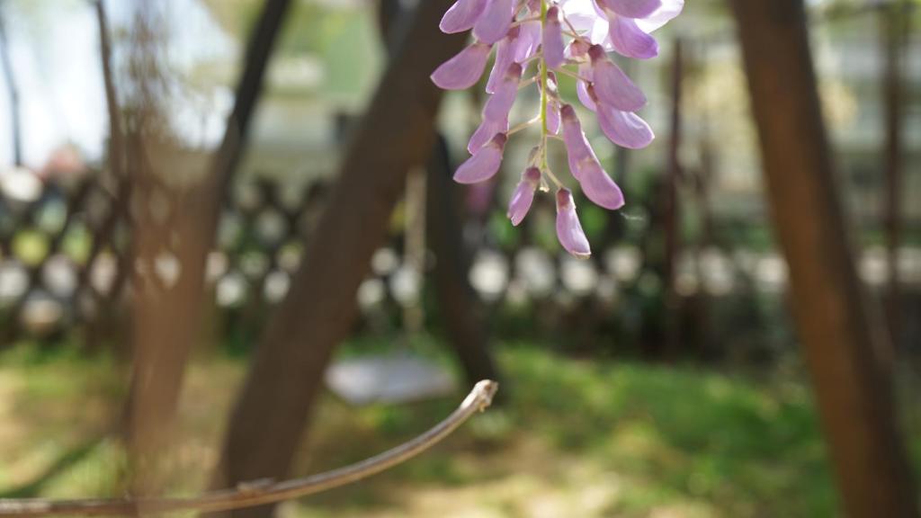 Zahrada ubytování Hotel Morfeas