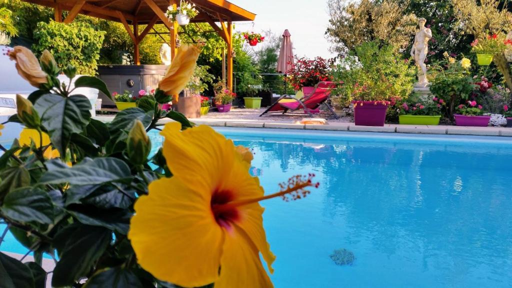 a yellow flower next to a swimming pool at L'Hermine Occitane B&B in Gratens