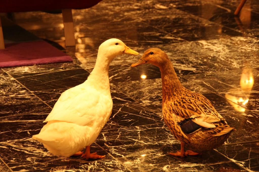 Zvířata v hotelu nebo okolí