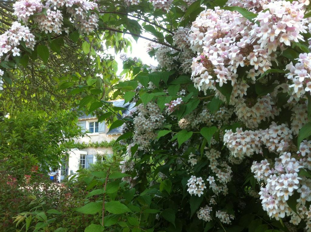 einen Baum mit rosa Blumen vor einem Gebäude in der Unterkunft La Butte de Gohier in Blaison