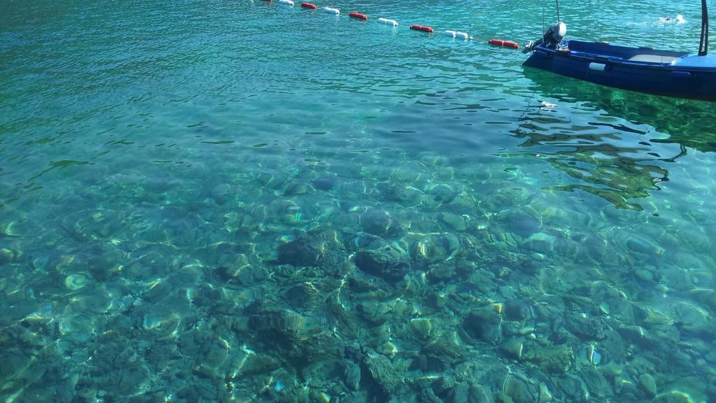 a group of fish in the water next to a boat at Apartmani Jovanovic in Lustica
