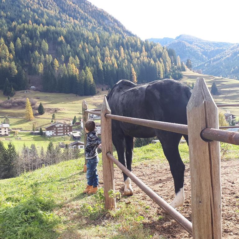 Zvířata v apartmánu nebo okolí