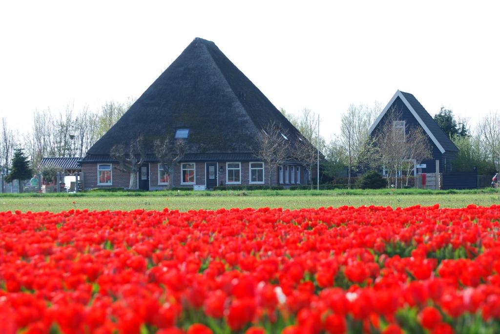 a field of red tulips in front of a house at B&B Idylle aan Zee incl 2 Wellnessstudios in Sint Maartensvlotbrug