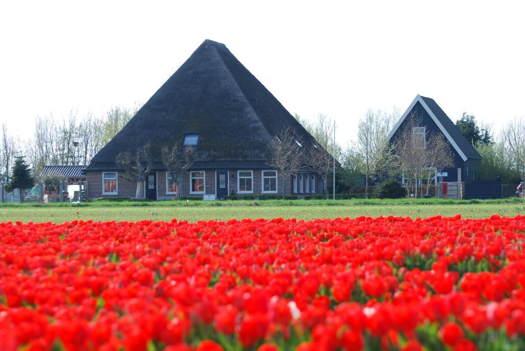 een veld met rode tulpen voor een huis bij B&B Idylle aan Zee incl 2 Wellnessstudios in Sint Maartensvlotbrug