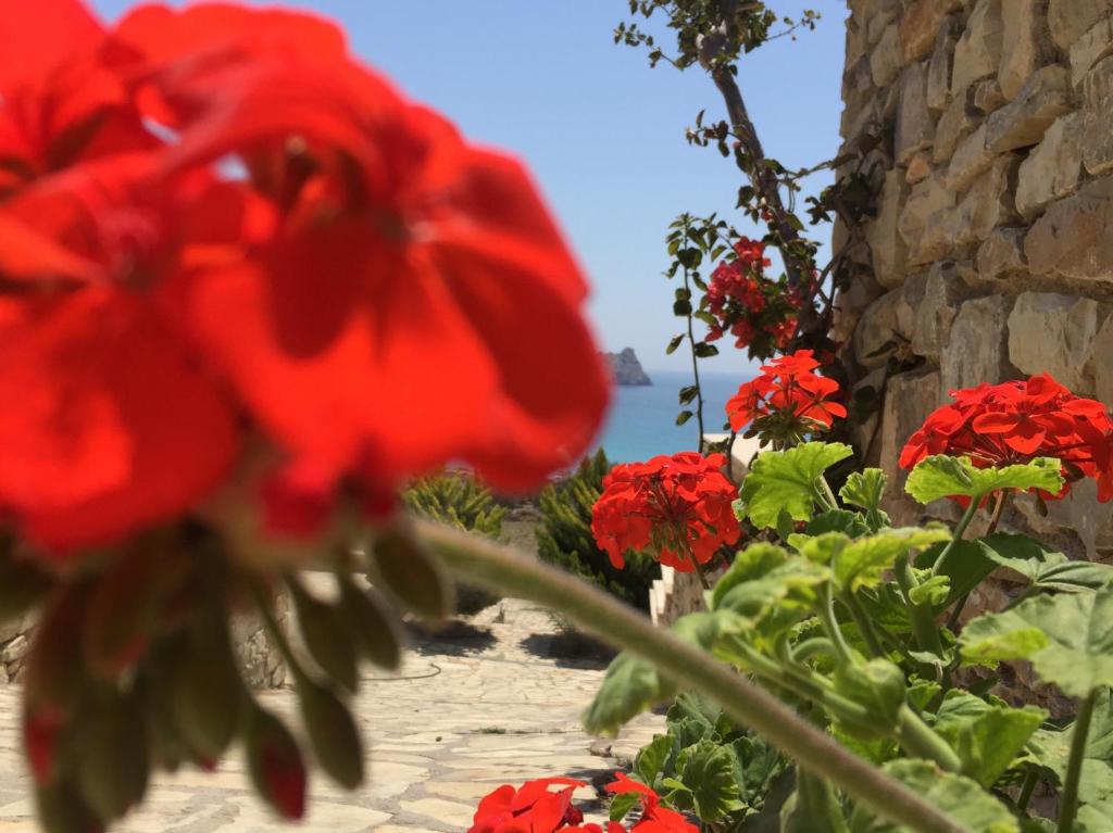 Ogród w obiekcie Natica Mare Villas