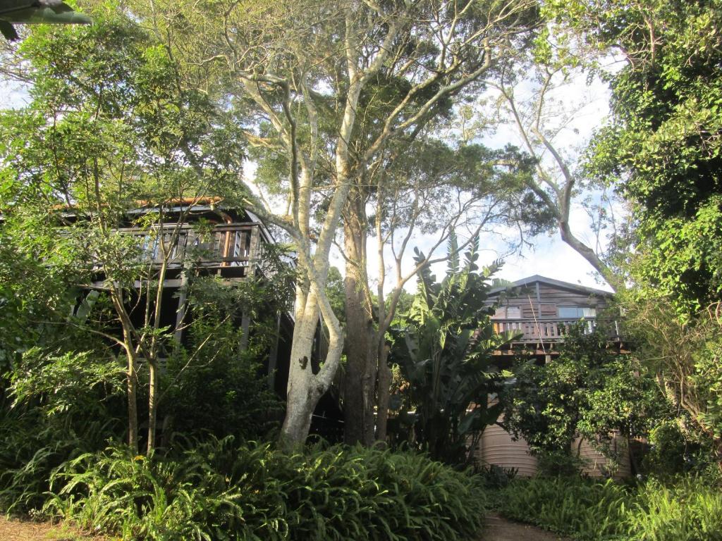 a tree house in the middle of the forest at Treehouse Cottage in The Crags