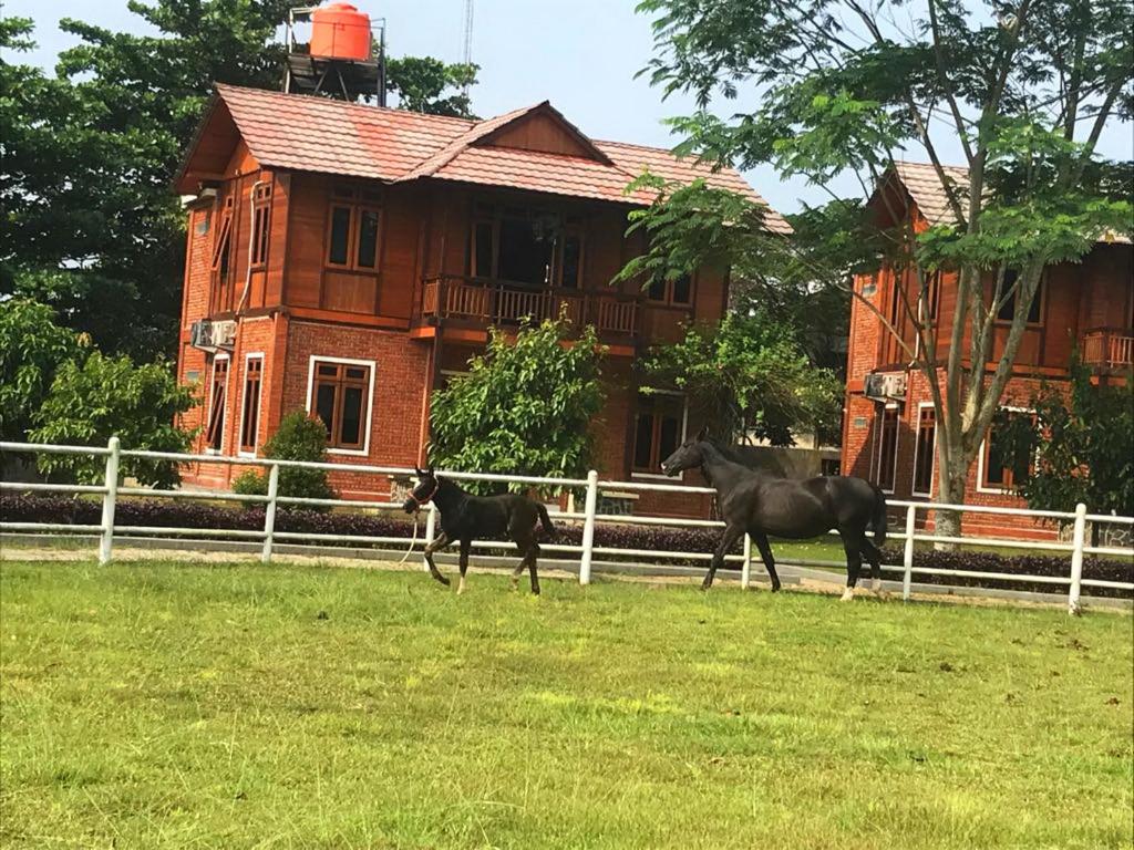two horses running in a field in front of a house at APM Equestrian Resort in Tangerang