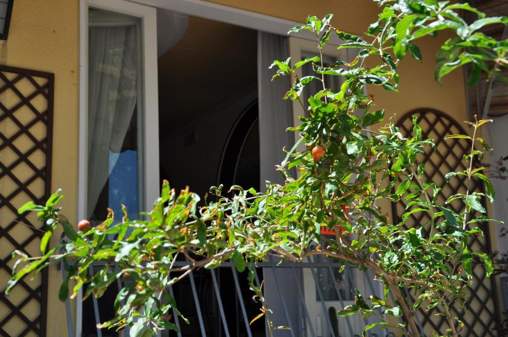 Zahrada ubytování Hotel Corallo Garnì