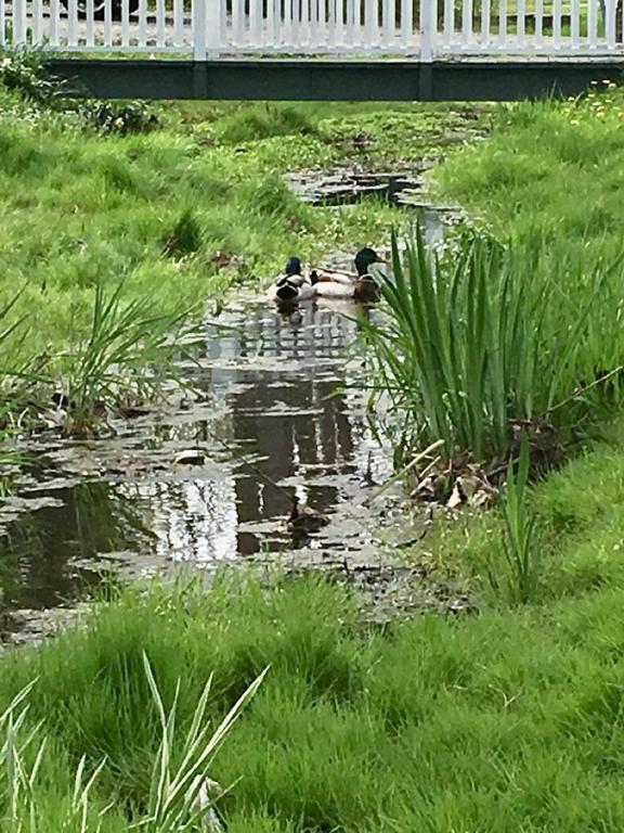 two ducks swimming in a pond under a bridge at Darlington House Bed and Breakfast in Niagara-on-the-Lake
