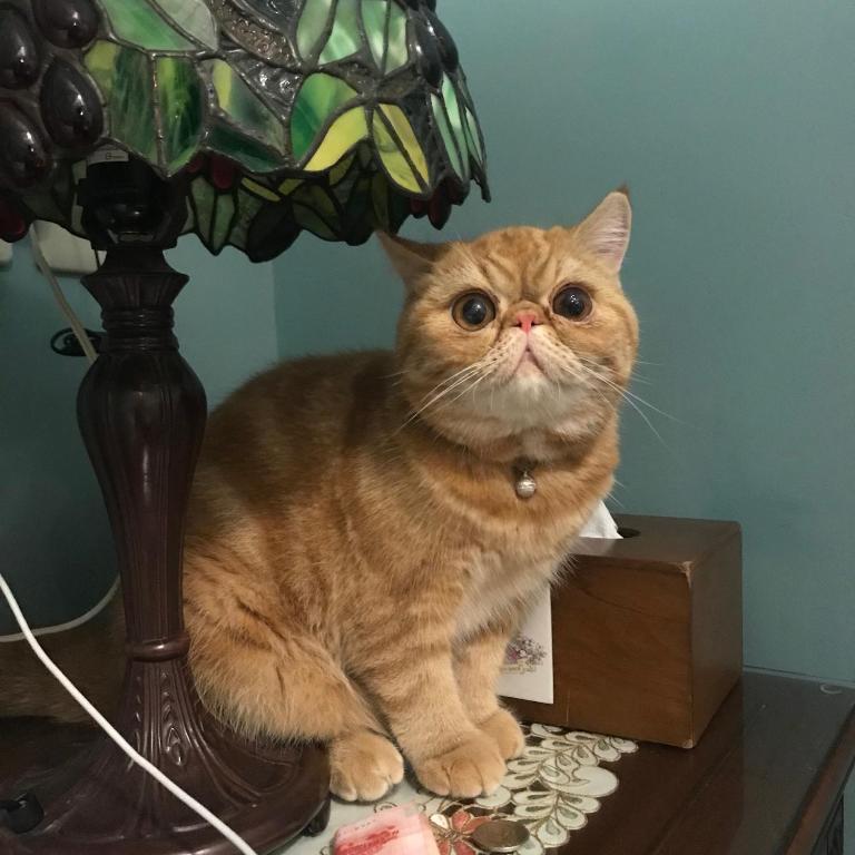 a cat sitting on a table next to a lamp at Hope &amp; Sea Homestay in Hualien City