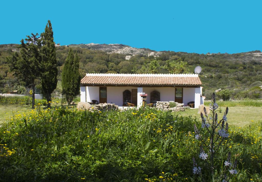 una piccola casa bianca in un campo di fiori di La Casa Del Poeta a Aglientu