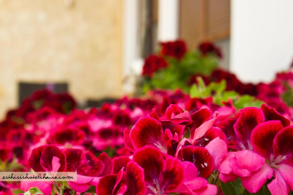 Zahrada ubytování Esthisis Suites Chania