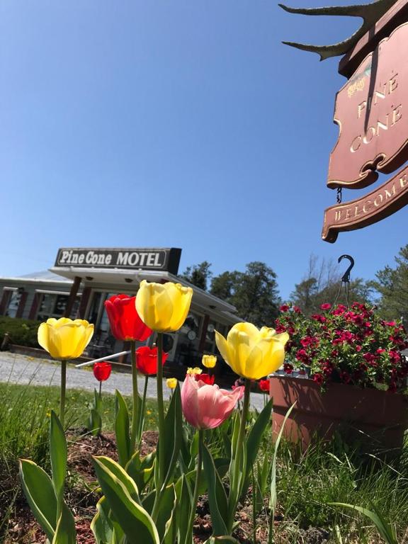 Zahrada ubytování Pinecone Motel