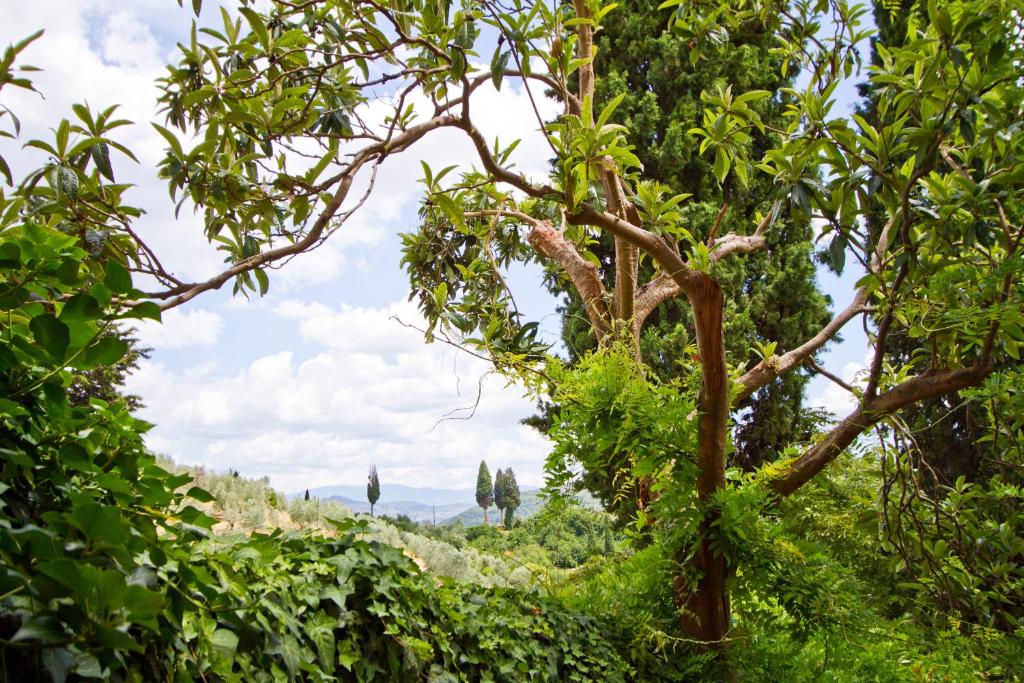 a view through the branches of a tree at Tuscan Sun Villa in Florence