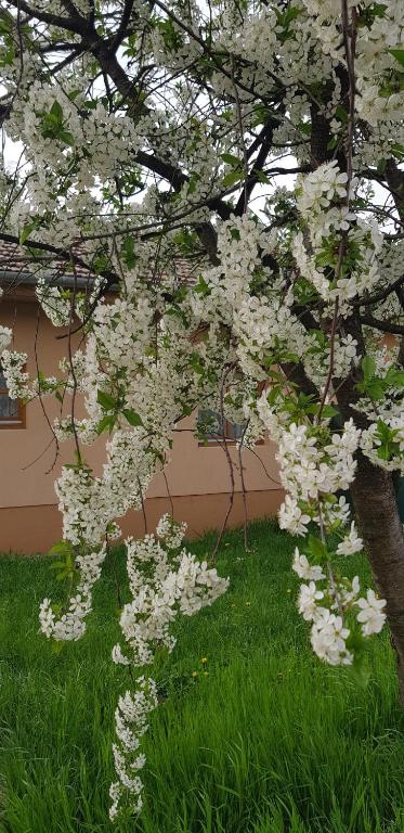 Zahrada ubytování Limonádé Apartman AC Agárd Élményfürdő mellett