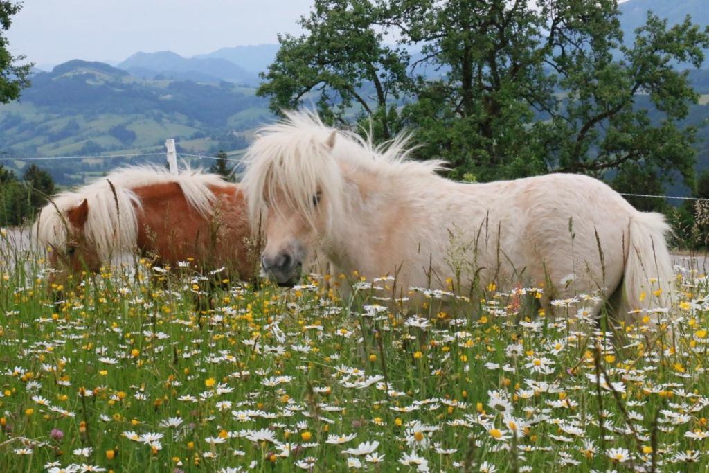 due cavalli in piedi in un campo di fiori di Bio Bauernhof - Mini Shetland Ponyhof "Almbauer" a Waidhofen an der Ybbs