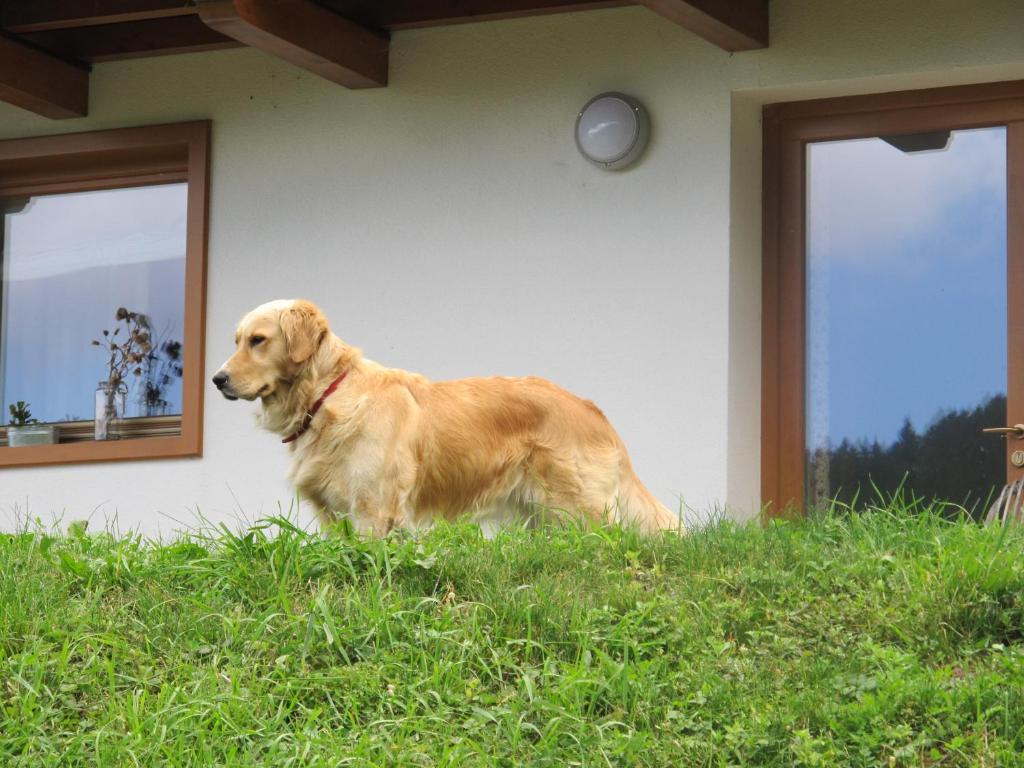 um cão castanho parado na relva em frente a uma casa em Il Cardo Trentino em Bedollo