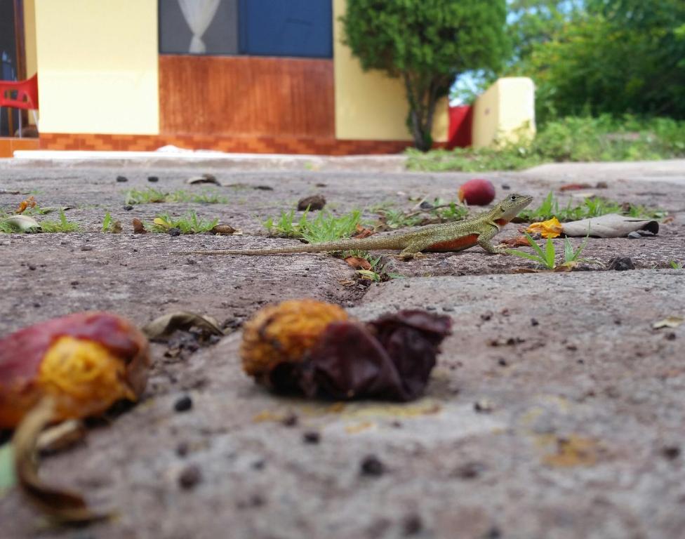 Fotografie z fotogalerie ubytování Hostal Romy v destinaci Puerto Baquerizo Moreno