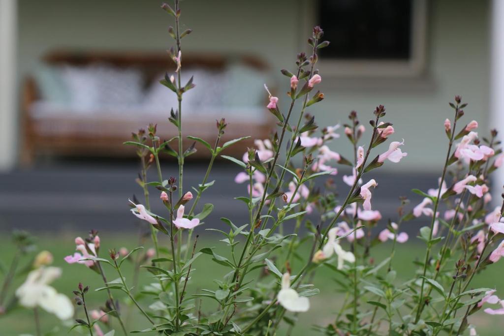 a plant with pink flowers in a yard at Serendipity on Allyn in Allynbrook