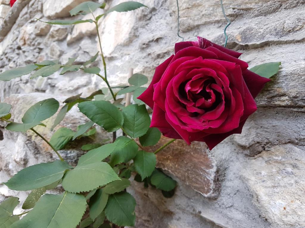 Zdjęcie z galerii obiektu Il Torchio w mieście Musso