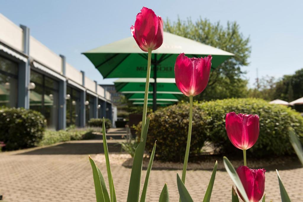 Zahrada ubytování Mercure Hotel Mannheim am Friedensplatz