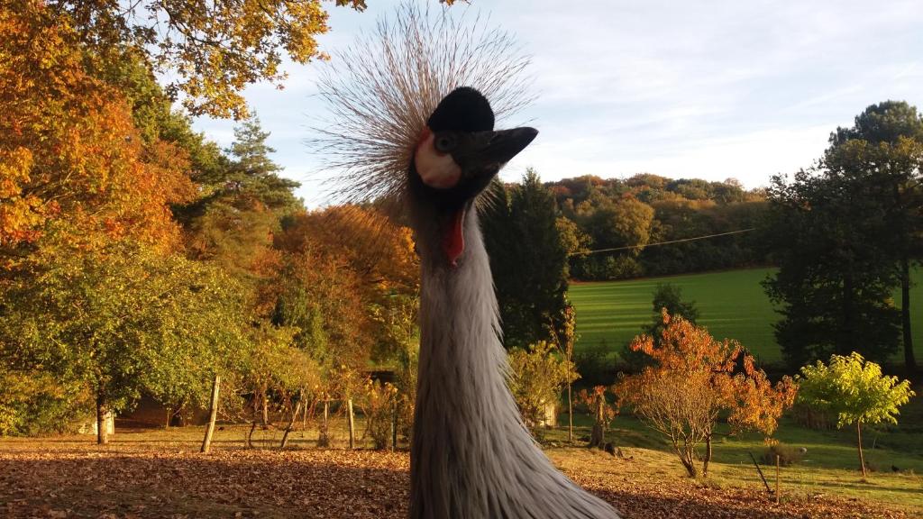 una estatua de un pavo real en un campo con árboles en Angelina et ses animaux, en Pléchâtel