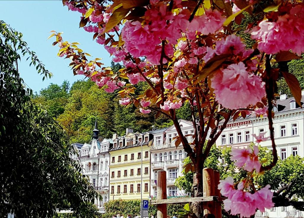 Zahrada ubytování Boutique Hotel Corso