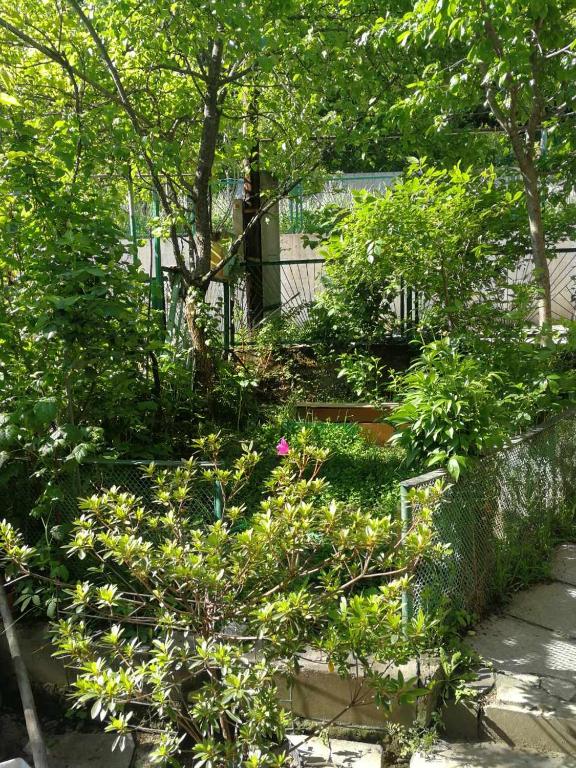Zahrada ubytování Guest House Shvelidze