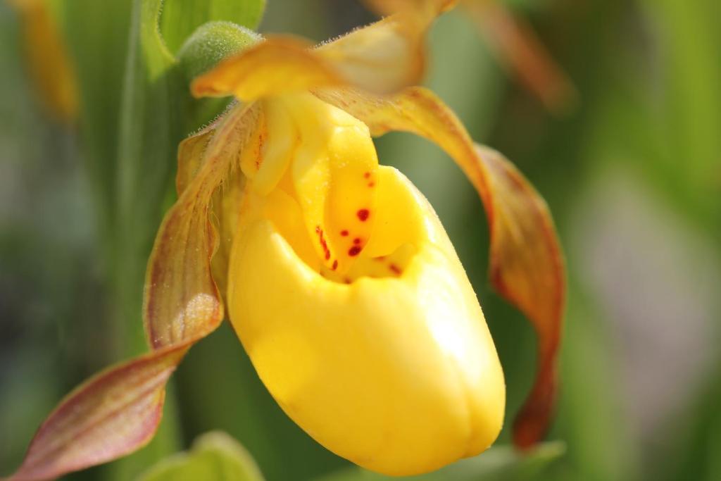 a yellow flower is hanging from a plant at Double G Service in Muncho Lake